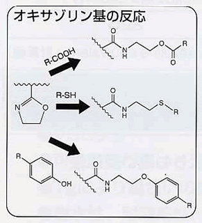 特徴